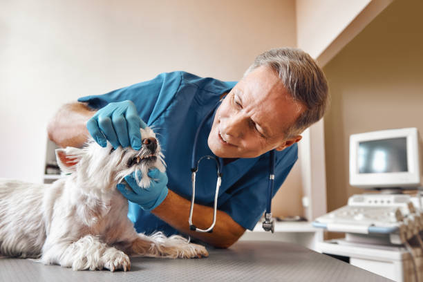 Best 24-Hour Emergency Dental Care in Wilmington, NC